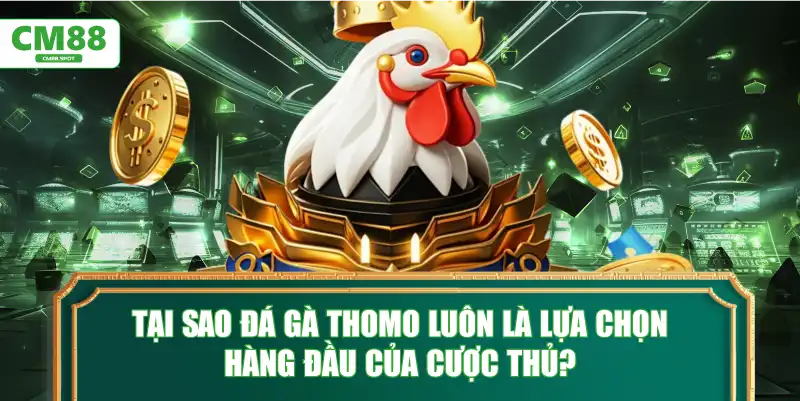 Tại sao Đá Gà Thomo luôn là lựa chọn hàng đầu của cược thủ?